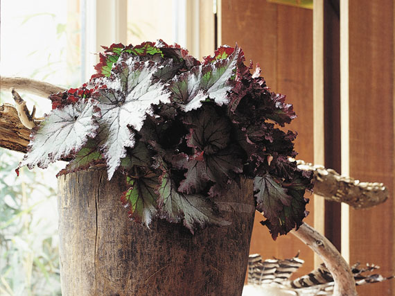 ‘Begonia rex’: la naturaleza es pintora